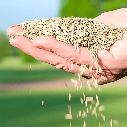 Naturixyâ˘ď¸Evergreen Dwarf Grass Seed