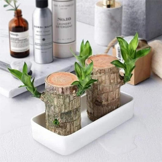 BlessLeafâ˘ď¸ Lucky Brazil Wood Potted Plant